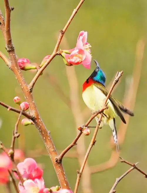 终于拍到心中想要的花鸟图了