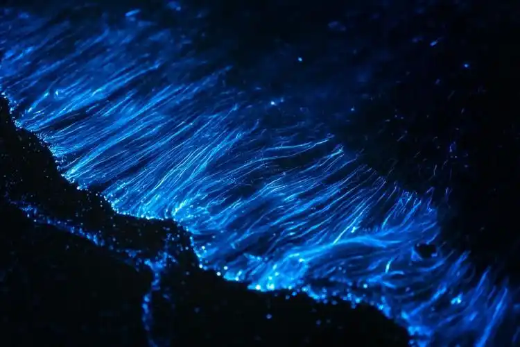 首先大家要知道,平潭的蓝眼泪分为99夜光藻和99海萤两种蓝眼泪.