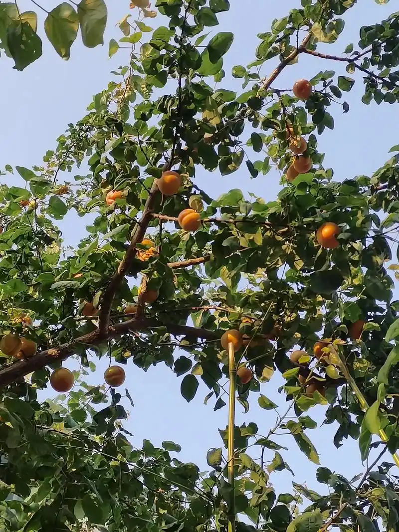 家里种了两棵杏树,它们虽然一起开花却一前一后结果 - 抖音