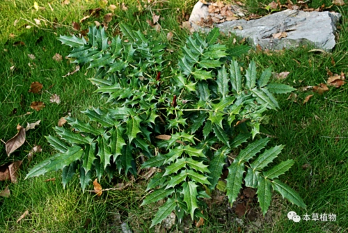 山黄柏,大叶黄连,十大功劳,伞把黄连,大老鼠黄,老鼠黄,老鼠刺,刺黄连