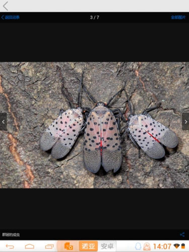 这是什么虫子?_百度知道