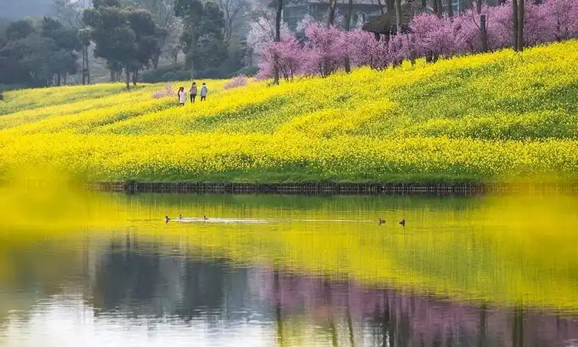 美图|重庆天坪山春暖花开 呈现绝美乡村山水图_云林