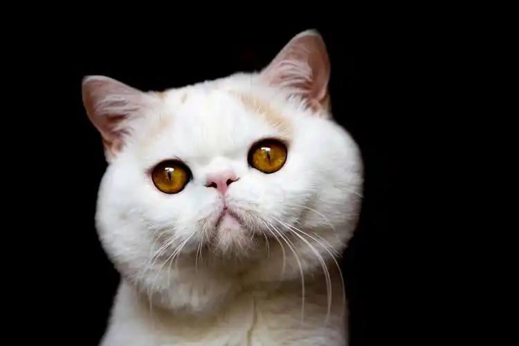 动物宠物壁纸猫咪小猫桌面5184