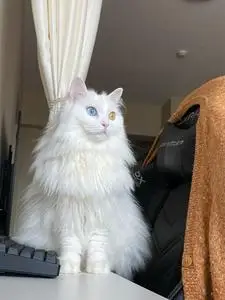 tb470728512淘宝山东临清狮子猫白色异瞳双蓝眼双黄眼橘色黑色狮子