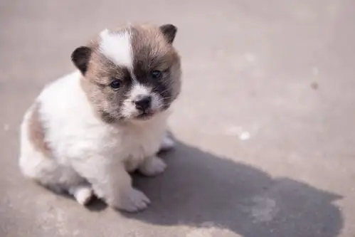 百日阅读系列活动之"美文共赏"《小花狗》(三年级二班杨粒含)