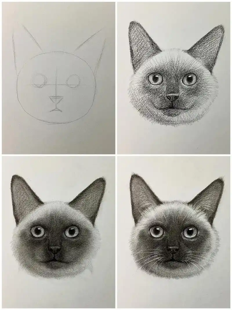 素描暹罗猫 步骤93.绘画工具: 1.马利炭笔(软,中,硬) - 抖音