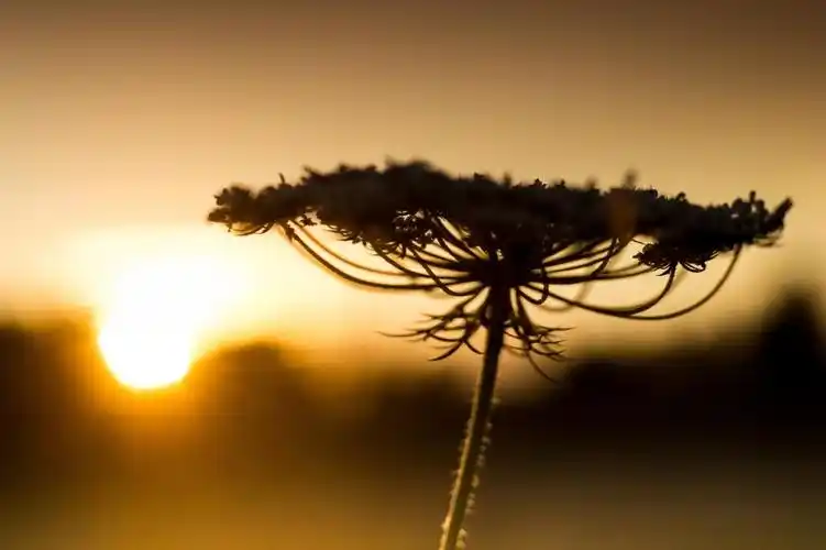 棕色pallled花浅焦点摄影高清壁纸