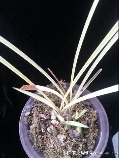 春兰稿草中透-以兰会友-中国兰花交易网社区