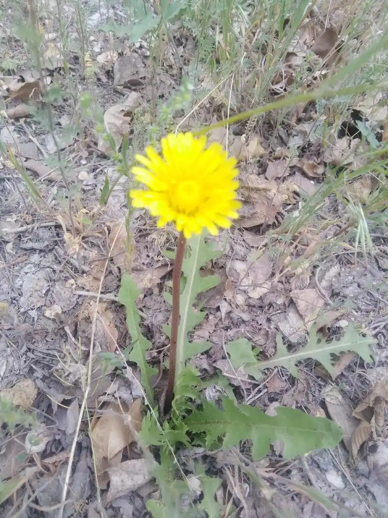 怒放的生命……这是一组戈壁滩上拍的照片,人活一世,草木一秋, - 抖音