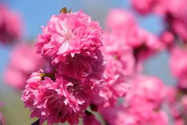 重瓣榆叶梅花朵,原创拍摄