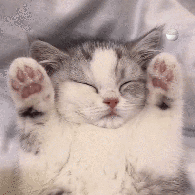 猫咪表情包 动图.可爱