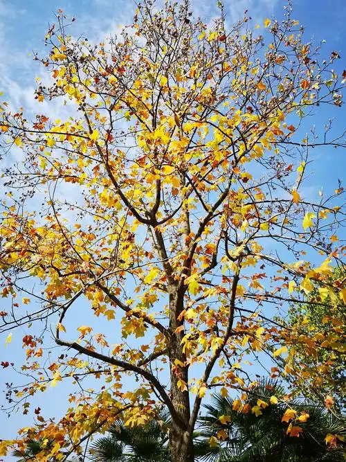 鹅掌楸(马褂树) - 简书