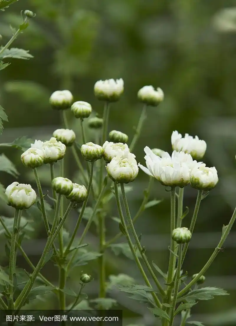 田野上盛开着白色的菊花