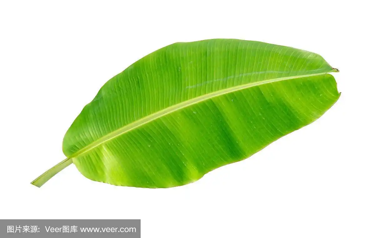 芭蕉叶孤立在白色背景,文件包含一个剪切路径.