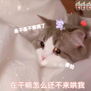 猫咪 猫猫表情包