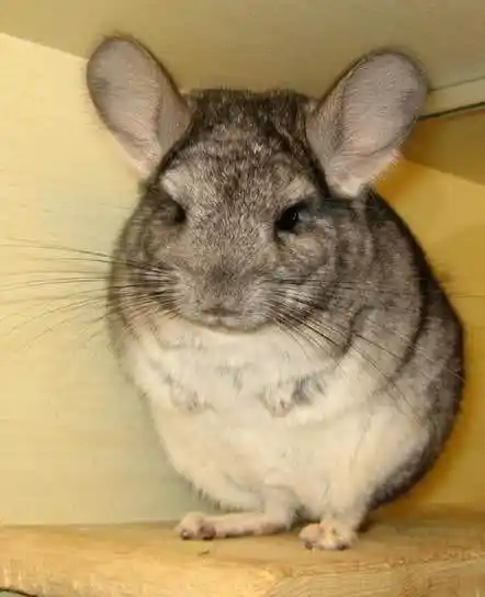 龙猫真的太可爱了天生呆萌的龙猫饲养时应该注意什么呢