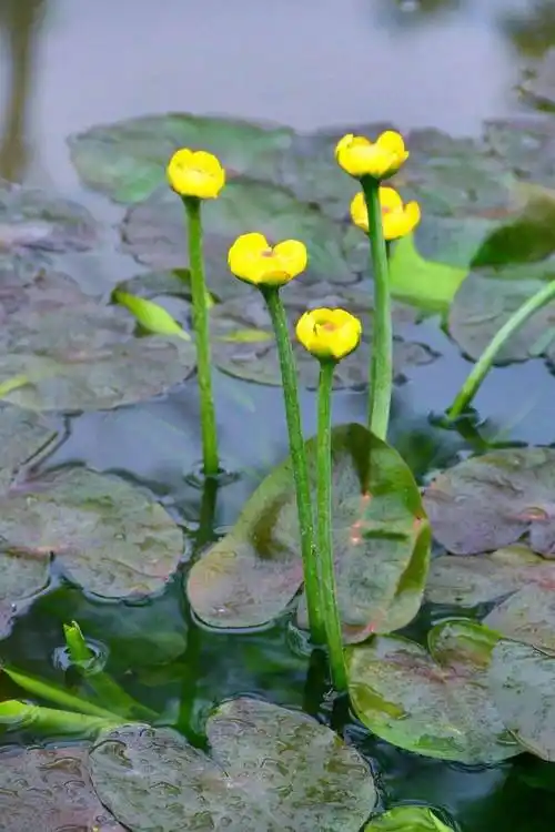 池塘中萍蓬草开出金黄娇俏的花来,引得台长将她移栽回家!_台友_繁殖_