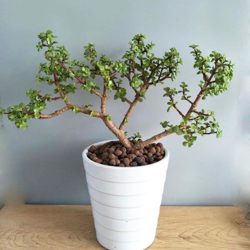 多肉植物金枝玉叶老桩大颗群生一物一拍办公室内绿植盆栽净化空气