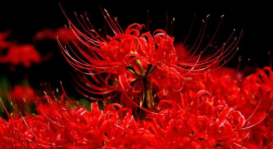 彼岸花分为红色,白色两种,传说,红色彼岸花盛开于地狱,白色彼岸花绽放