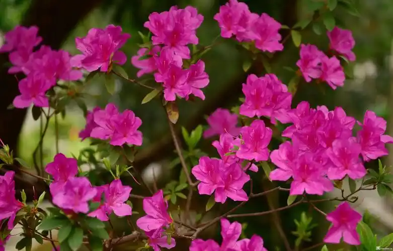 分享成功 热门导读 3-4szgoway问政深圳 小区里雨后的杜鹃花,没有满山