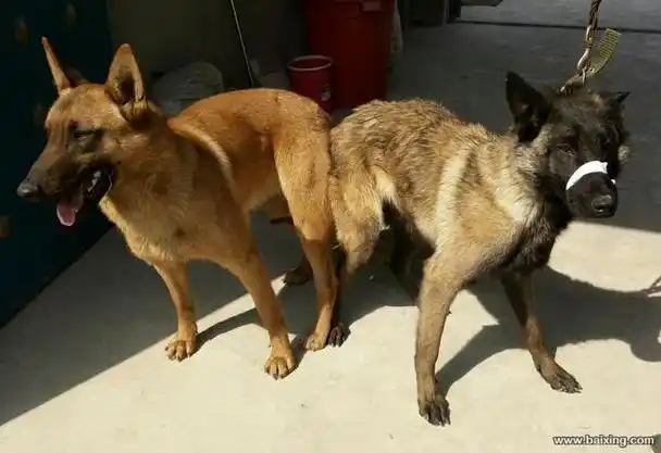 马犬配种后多少天只到怀胎