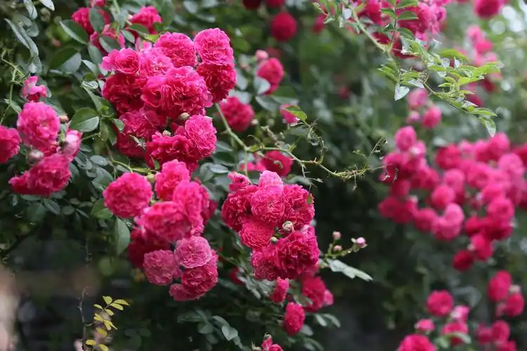 又是一年蔷薇红