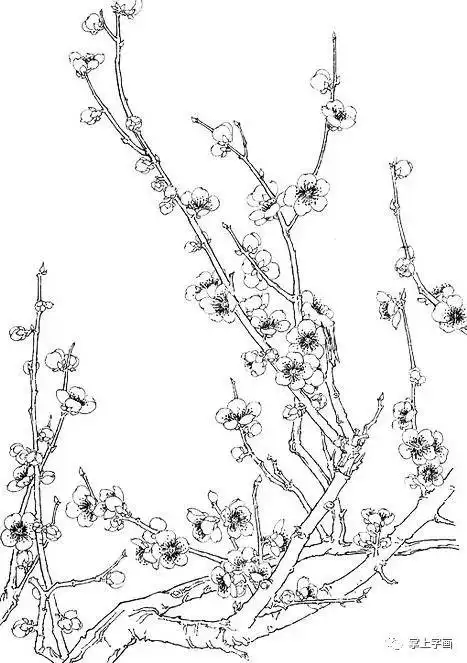 白描梅花的画法,经典素材