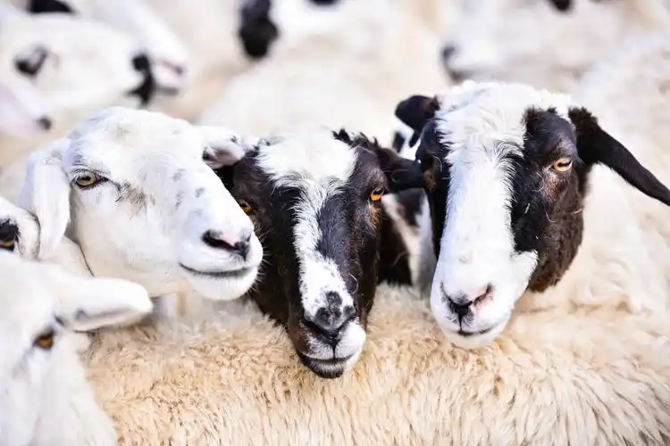 如今乌珠穆沁羊已经成为带动牧民脱贫致富的法宝返回搜狐,查看更多