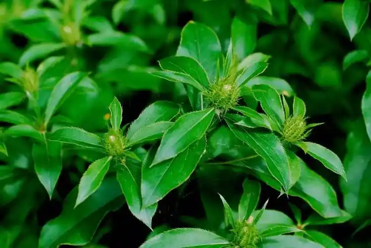 时珍说药——白术