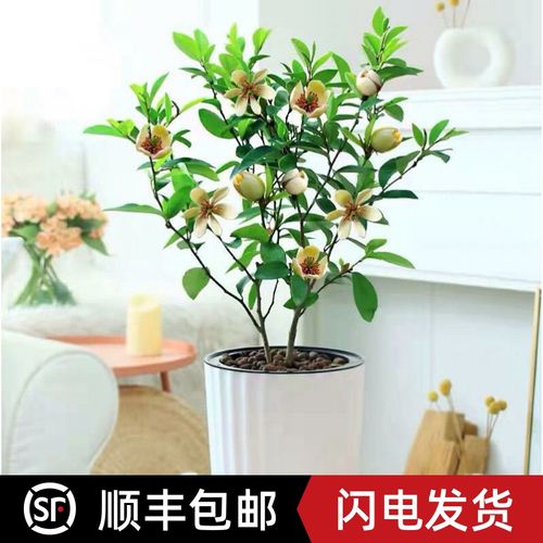 含笑花树苗盆栽地栽浓香型植物庭院阳台室内栽种四季常青耐寒花卉