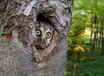 动物界的逗比照片,笑死我了