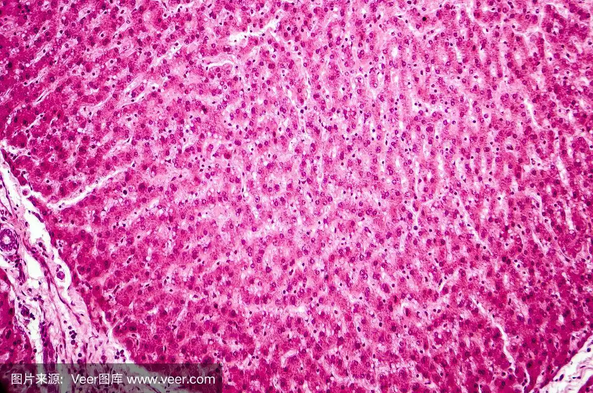 肝脏的光学显微镜照片