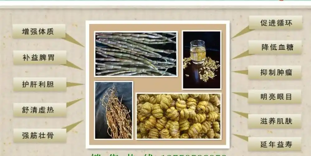 石斛铁皮有什么功效_铁皮枫斗石斛的功效_铁皮石斛粉泡水喝的功效与