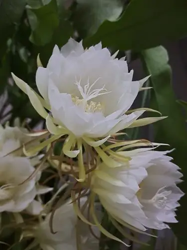 我家昙花夏季盛开