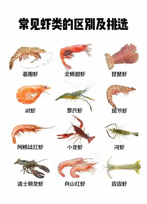 干货生活常见虾类如何挑选及特点介绍