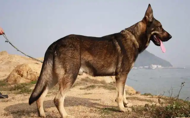 军犬的品种有哪些?