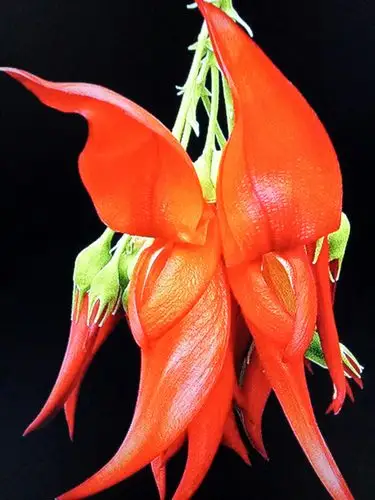 周末fun肆拍#奇花异草,趣味鲜!_帖子_oppo手机官方社区