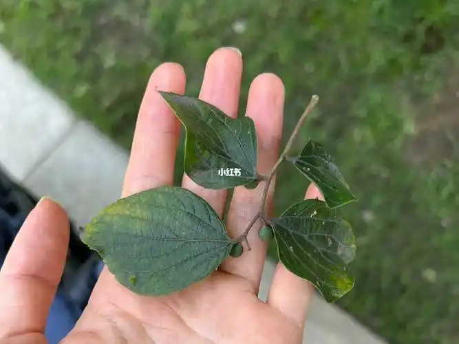 朴树的叶子是真美啊.脉络似蝶纹