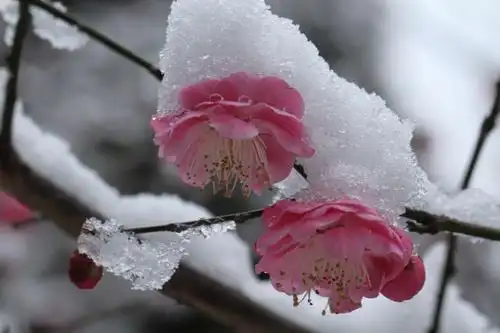 2019年的梅花照片