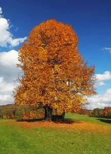 单秋天一棵树寂寞美丽秋天一棵树照片