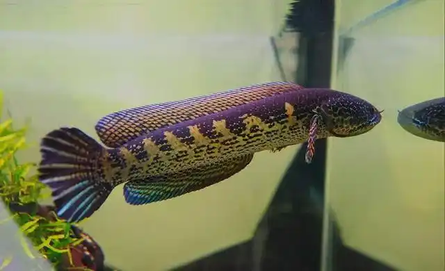 独爱蛇头鱼黄金眼镜蛇雷龙