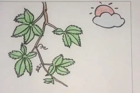 画怎么画爬山虎的爬墙过程的简笔画四步画出爬山虎 儿童画爬山虎彩色