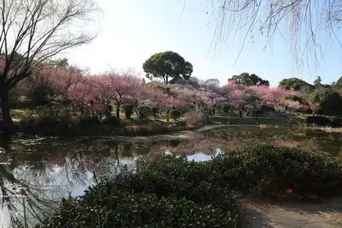 春天从梅园开始—无锡观梅记