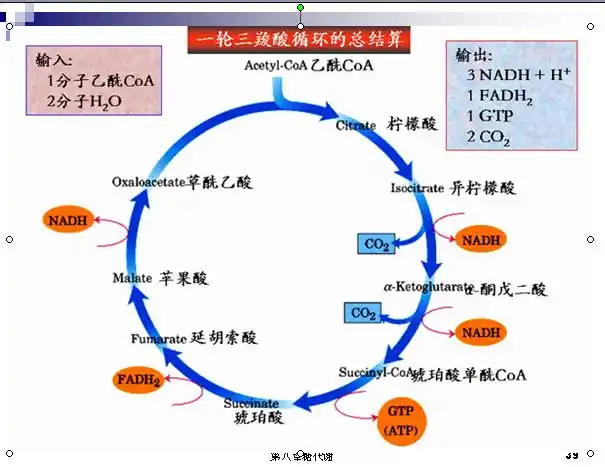 三羧酸循环是如何进行的?