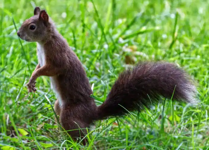 俏皮可人的大尾巴松鼠1280x720分辨率查看