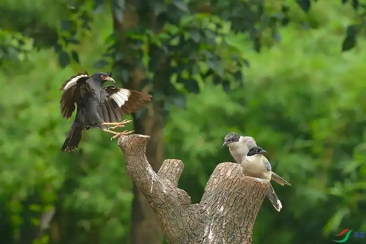 八哥和灰喜鹊