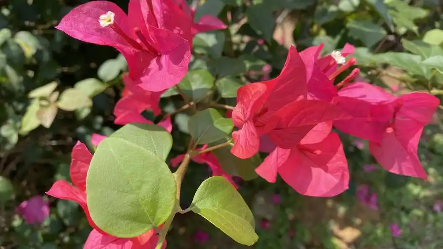 壁纸 红色三角梅,花朵,花瓣,阳光