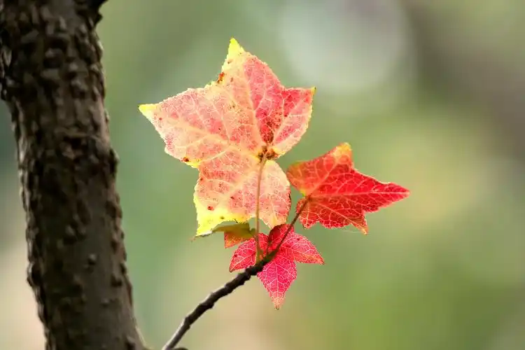 晚秋飘零的枫叶
