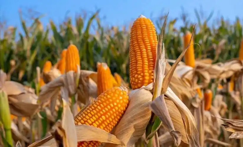 市场传来好消息,玉米又支楞起来了,这次要涨多久?_腾讯新闻