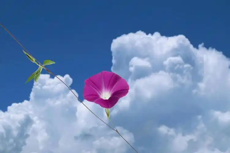 云朵,云彩,花,花瓣,花朵,花卉,鲜花,一朵,粉色,蓝色,白云,蓝天,天空